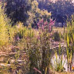 Treptower Park – Heidegarten
