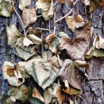 Blätter, Leaves